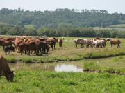 Chevaux et Vaches dans les barthes