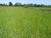 Reconversion de champ de maïs en prairie
